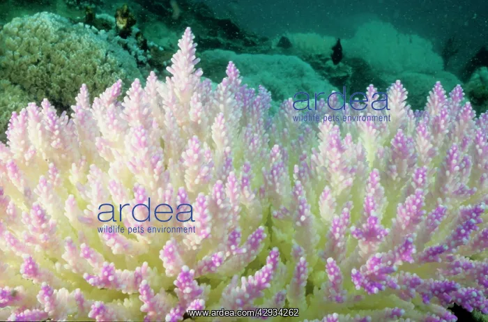 : Bleached branching coral, stressed by unusually : Bleached branching coral, stressed by unusually