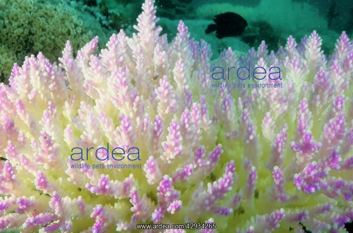  : Bleached branching coral, stressed by unusually