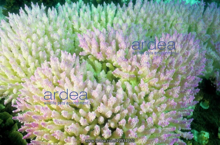 : Bleached branching coral, stressed by unusually : Bleached branching coral, stressed by unusually