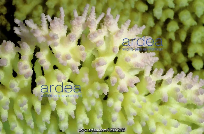  : Bleached branching coral, stressed by unusually