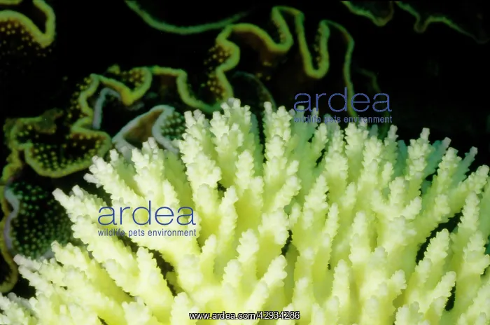 : Bleached branching coral, stressed by unusually : Bleached branching coral, stressed by unusually