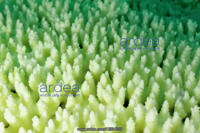: Bleached branching coral, stressed by unusually : Bleached branching coral, stressed by unusually