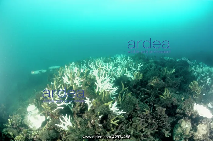 : Bleached branching coral, stressed by unusually : Bleached branching coral, stressed by unusually
