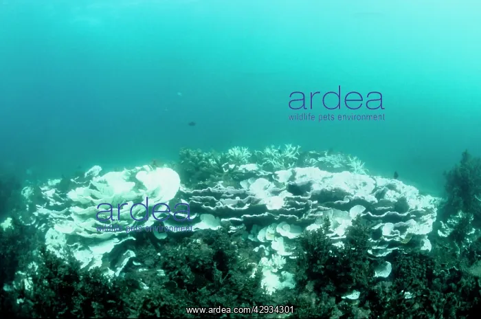 : Bleached community of hard corals, stressed by : Bleached community of hard corals, stressed by