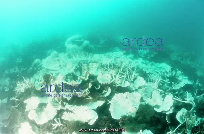 : Bleached community of hard corals, stressed by : Bleached community of hard corals, stressed by