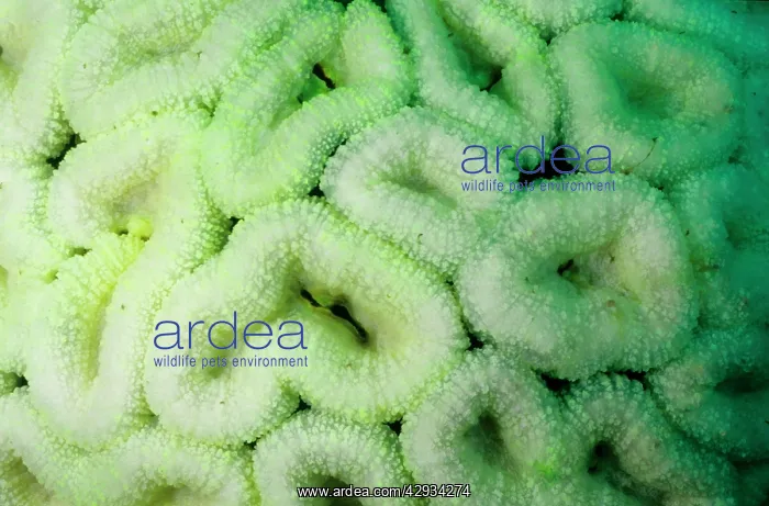 : Bleached coral, stressed by unusually hot water : Bleached coral, stressed by unusually hot water