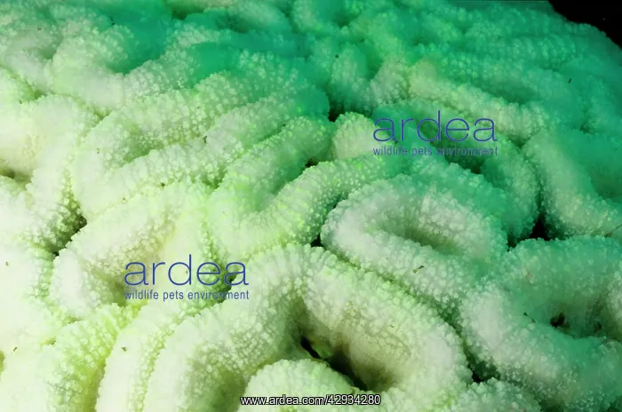 : Bleached coral, stressed by unusually hot water : Bleached coral, stressed by unusually hot water