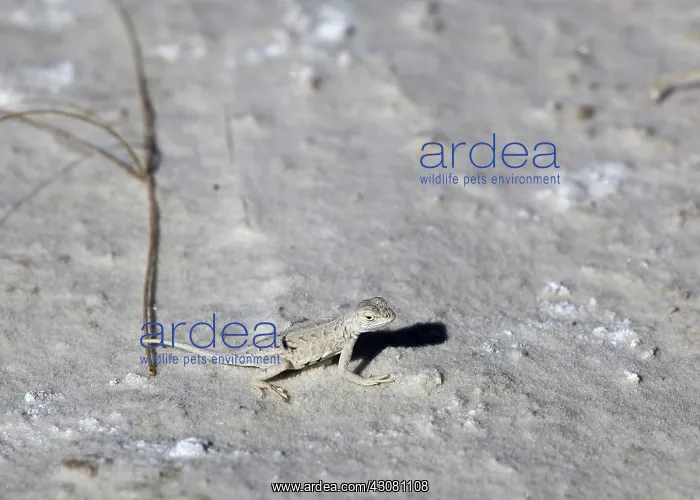 : A Bleached Earless Lizard : A Bleached Earless Lizard