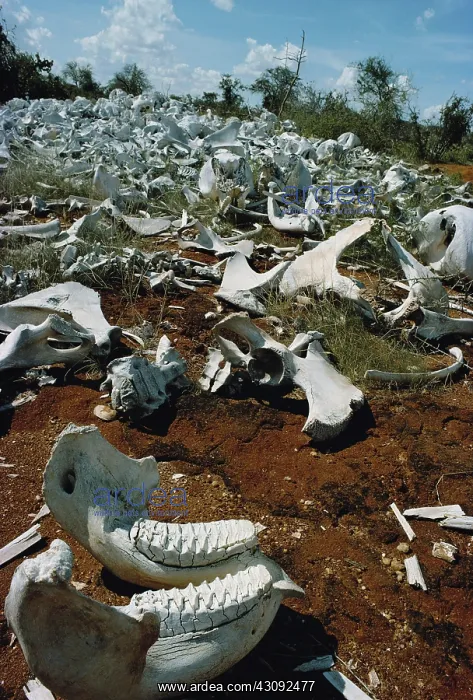 : Bleached elephant bones : Bleached elephant bones