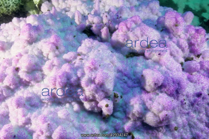 : Bleached encrusting coral, stressed by unusually : Bleached encrusting coral, stressed by unusually
