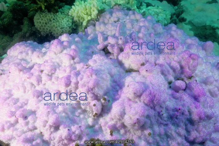: Bleached encrusting coral, stressed by unusually : Bleached encrusting coral, stressed by unusually