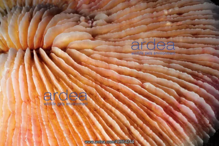 : Bleached Mushroom coral, stressed by unusually : Bleached Mushroom coral, stressed by unusually