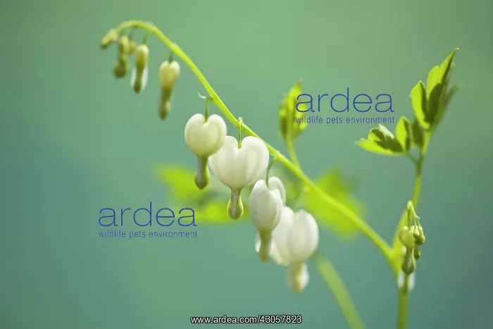  : Bleading heart