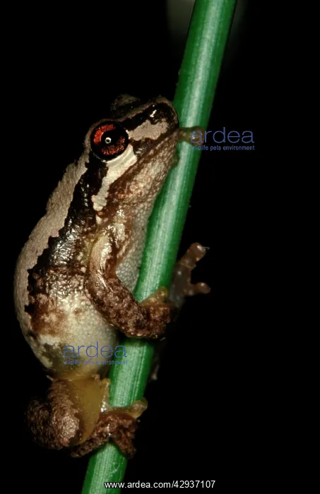 : Bleating tree frog : Bleating tree frog