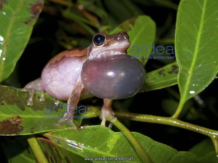  : Bleating Tree Frog