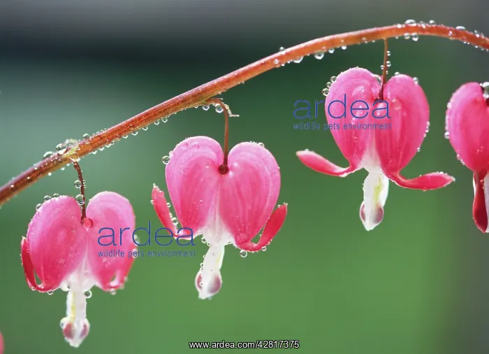 : Bleeding Heart : Bleeding Heart