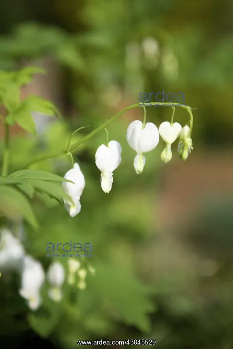 : Bleeding heart : Bleeding heart