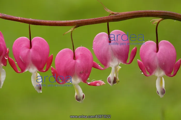 : Bleeding-heart (Dicentra formosa); from North America : Bleeding-heart (Dicentra formosa); from North America
