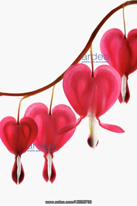 : alba. Bleeding heart, Dicentra spectabilis : alba. Bleeding heart, Dicentra spectabilis