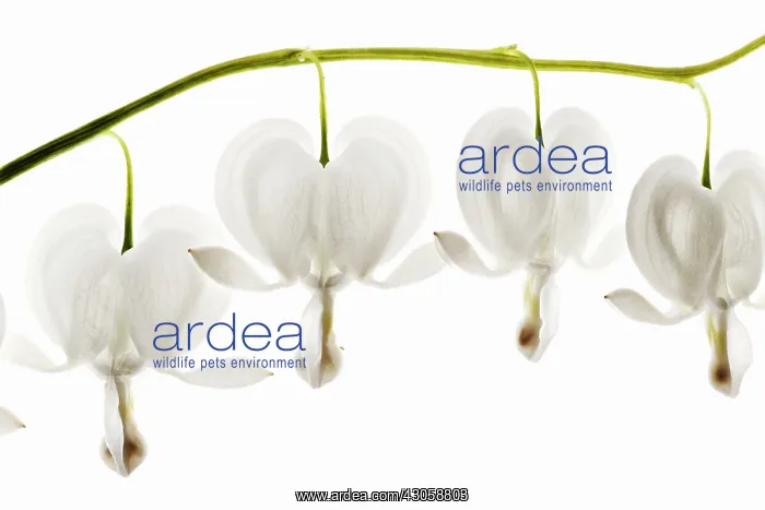 : alba. Bleeding heart, Dicentra spectabilis alba : alba. Bleeding heart, Dicentra spectabilis alba
