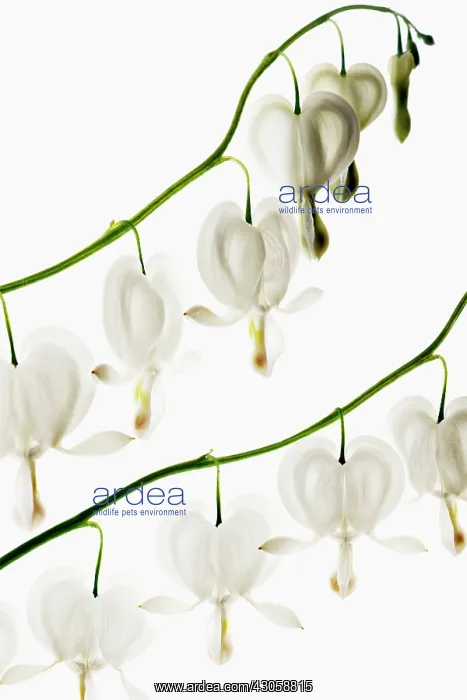 : alba. Bleeding heart, Dicentra spectabilis alba : alba. Bleeding heart, Dicentra spectabilis alba