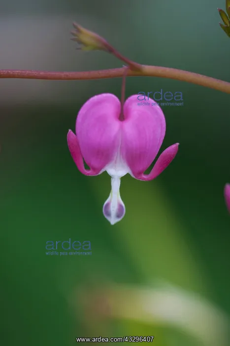 : Bleeding Heart, Dicentra spectabilis, Pink flower : Bleeding Heart, Dicentra spectabilis, Pink flower
