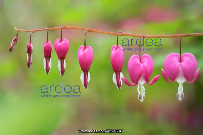 : Bleeding heart, Dicentra spectabilis, Pink subject : Bleeding heart, Dicentra spectabilis, Pink subject