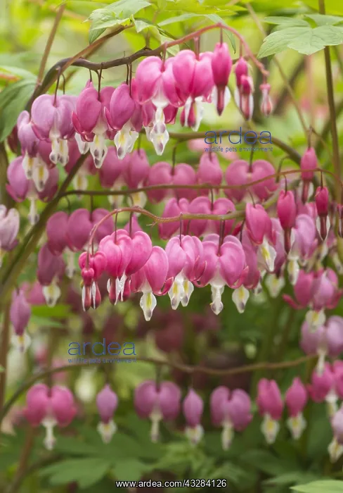 : Bleeding heart, Dicentra spectabilis, Pink subject : Bleeding heart, Dicentra spectabilis, Pink subject