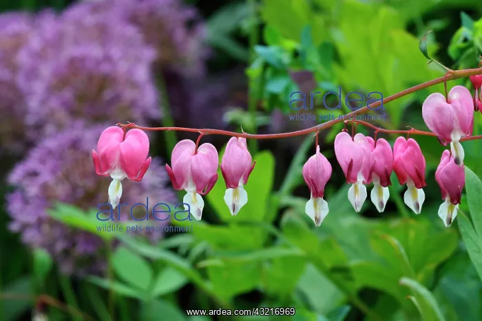 : Bleeding heart, Dicentra spectabilis, Red subject : Bleeding heart, Dicentra spectabilis, Red subject