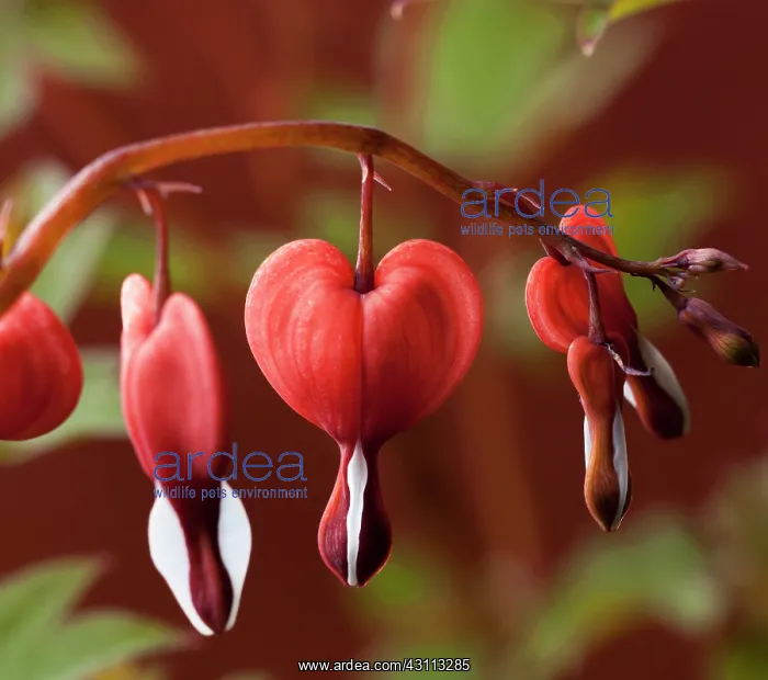 : Bleeding heart, Dicentra spectabilis Valentine : Bleeding heart, Dicentra spectabilis Valentine