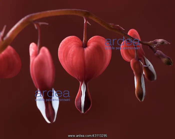: Bleeding heart, Dicentra spectabilis Valentine : Bleeding heart, Dicentra spectabilis Valentine