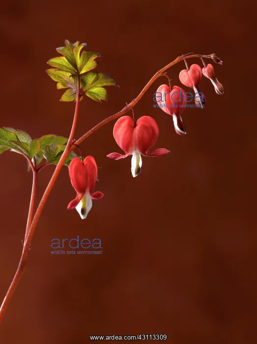 : Bleeding heart, Dicentra spectabilis Valentine : Bleeding heart, Dicentra spectabilis Valentine