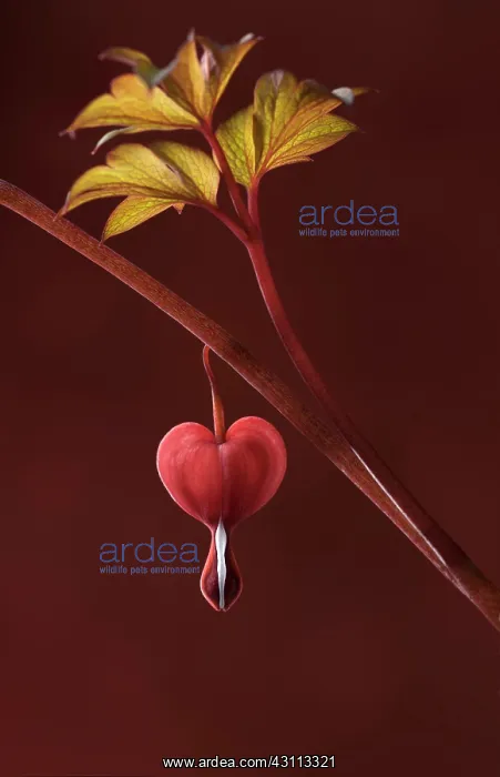 : Bleeding heart, Dicentra spectabilis Valentine : Bleeding heart, Dicentra spectabilis Valentine