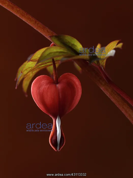 : Bleeding heart, Dicentra spectabilis Valentine : Bleeding heart, Dicentra spectabilis Valentine