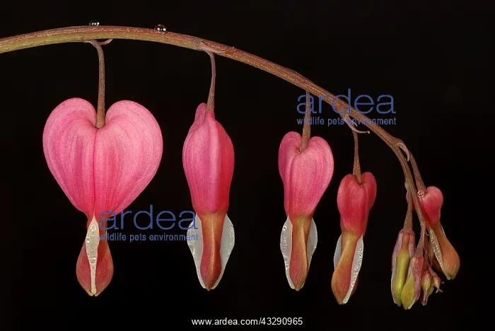 : Bleeding Heart (Lamprocapnos spectabilis) again : Bleeding Heart (Lamprocapnos spectabilis) again