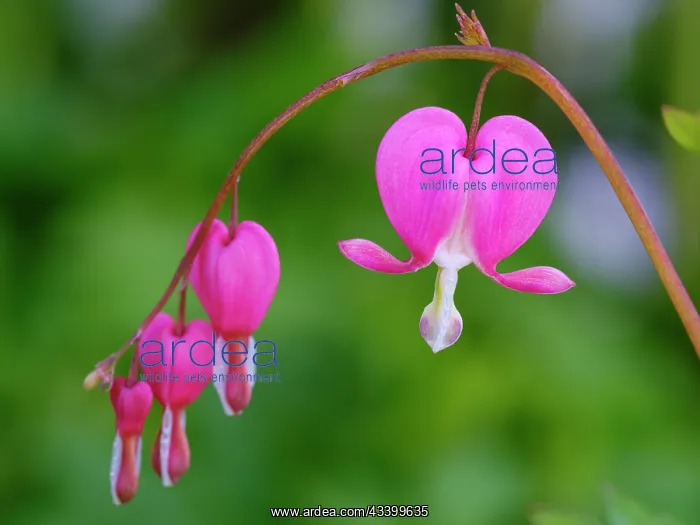 : Bleeding heart (Lamprocapnos spectabilis). Germany : Bleeding heart (Lamprocapnos spectabilis). Germany
