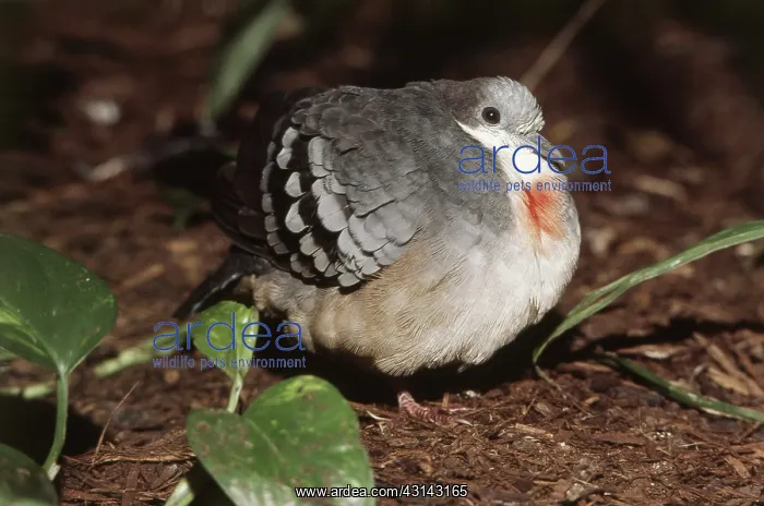 : Bleeding Heart Pigeon : Bleeding Heart Pigeon