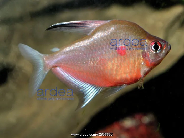 : Bleeding Heart Tetra : Bleeding Heart Tetra