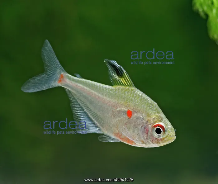 : Bleeding heart tetra - side view, tropical freshwater : Bleeding heart tetra - side view, tropical freshwater
