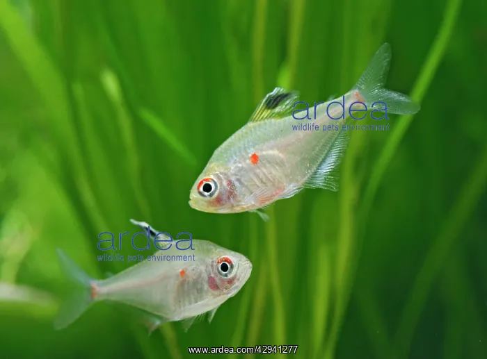 : Bleeding heart tetras - side view, tropical freshwater : Bleeding heart tetras - side view, tropical freshwater