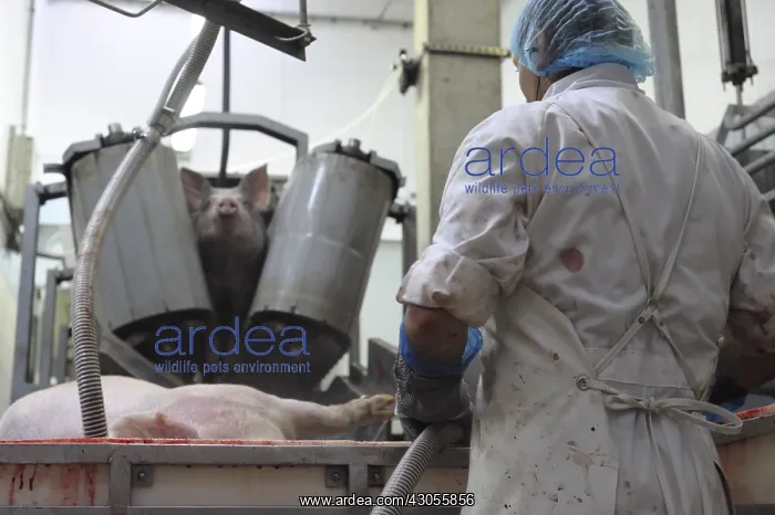  : Bleeding Pigs after killing Rodez slaughterhouse France