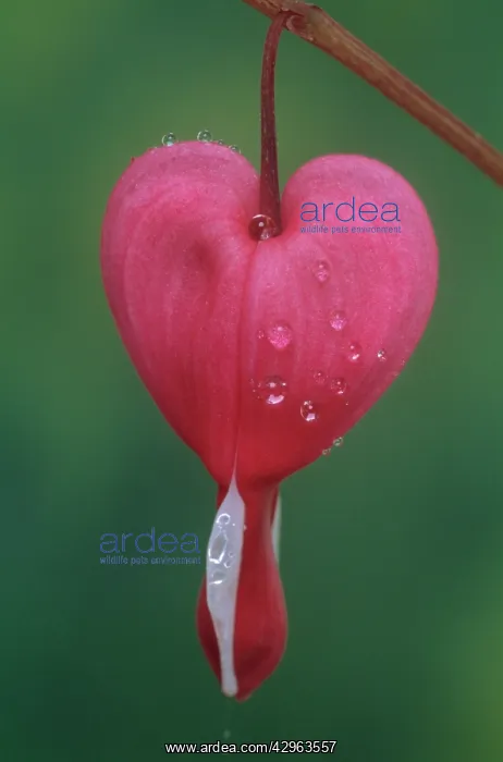 : Bleedingheart : Bleedingheart