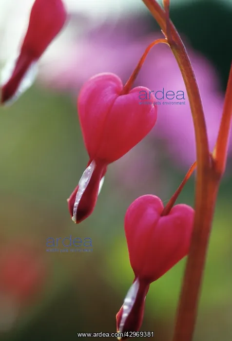 : Bleedingheart : Bleedingheart