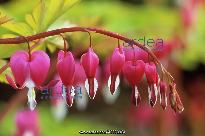 : Bleedingheart : Bleedingheart