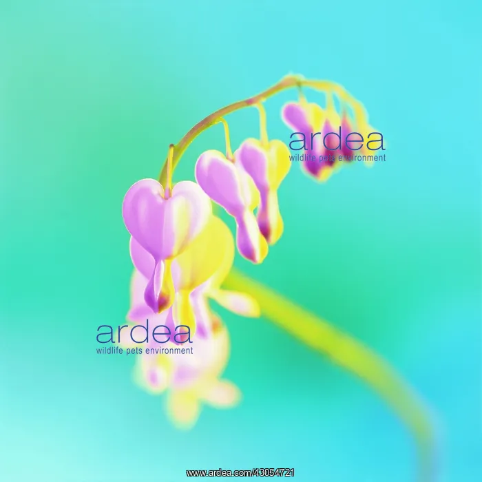 : Bleedingheart : Bleedingheart