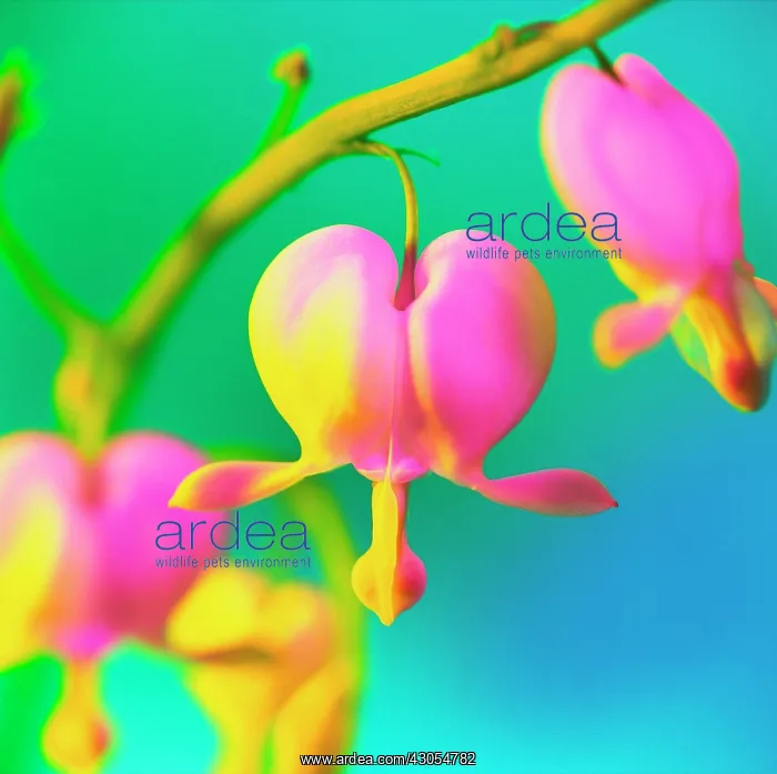 : Bleedingheart : Bleedingheart