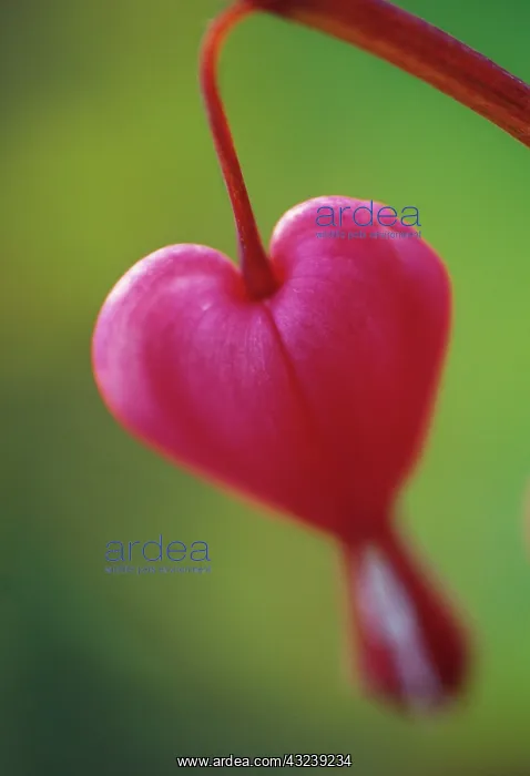 : Bleedingheart : Bleedingheart