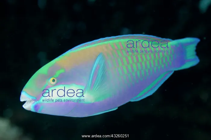 : Bleekeri, Bleekers parrotfishes (Scaridae) Bleekers : Bleekeri, Bleekers parrotfishes (Scaridae) Bleekers