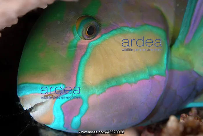 : Bleeker's Parrotfish - sleeping during night dive : Bleeker's Parrotfish - sleeping during night dive