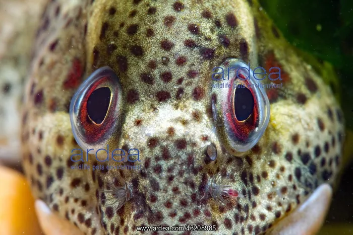 : Blenny (Blenniidae sp) detail, Around the Island : Blenny (Blenniidae sp) detail, Around the Island
